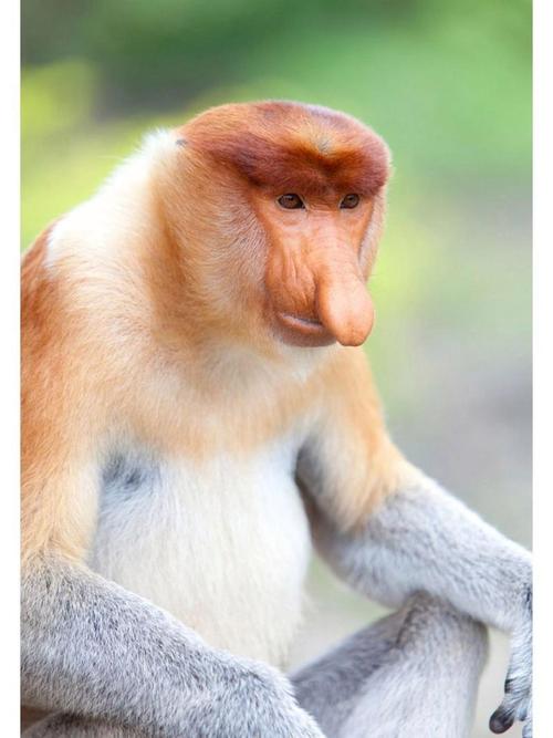 一雪游览热带雨林：看到了婆罗洲侏儒象、长鼻猴、鳄鱼宝宝